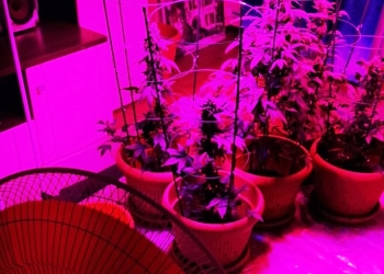 Polițiștii au găsit o cultură de cannabis. FOTO IPJ Constanța