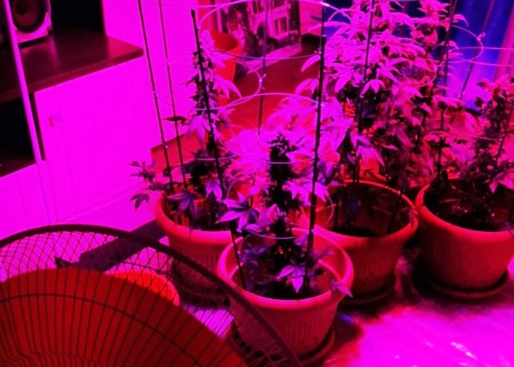 Polițiștii au găsit o cultură de cannabis. FOTO IPJ Constanța