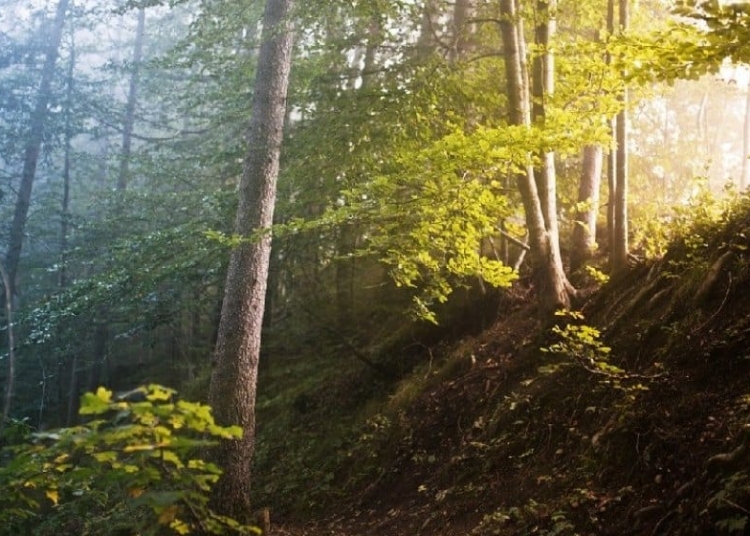 Foto de arhivă