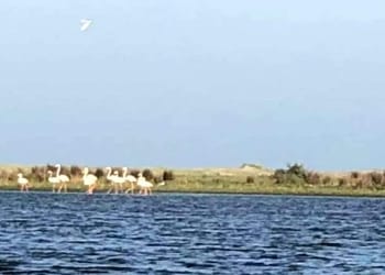 Stol de flamingo în Delta Dunării. FOTO ARBDD