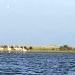 Stol de flamingo în Delta Dunării. FOTO ARBDD