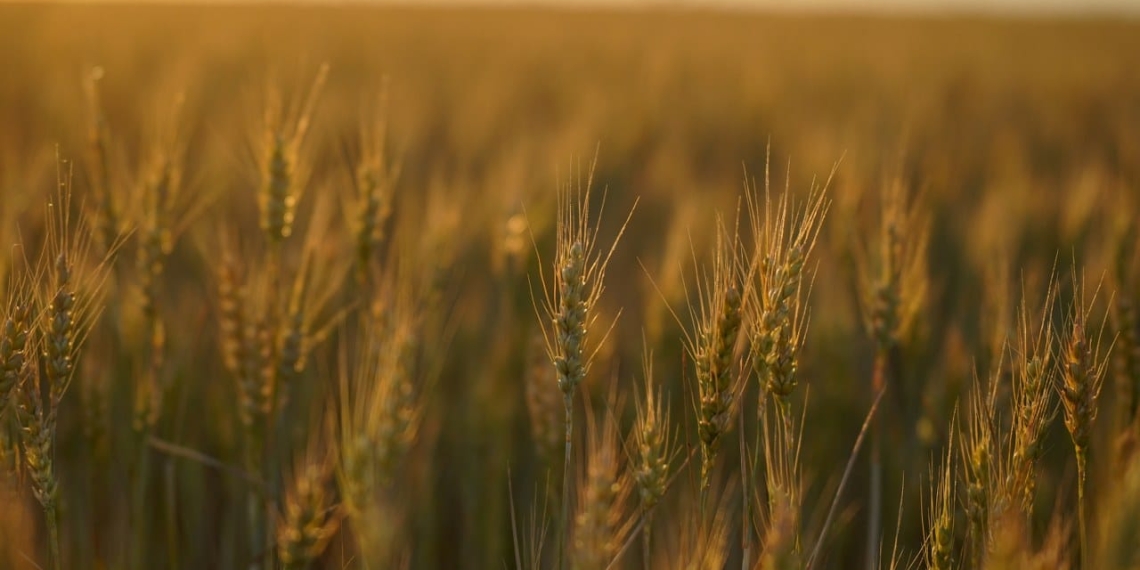 Câmp agricol. FOTO Cătălin SCHIPOR
