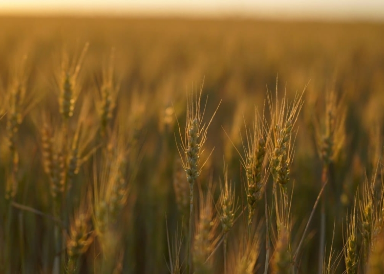Câmp agricol. FOTO Cătălin SCHIPOR