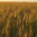 Câmp agricol. FOTO Cătălin SCHIPOR