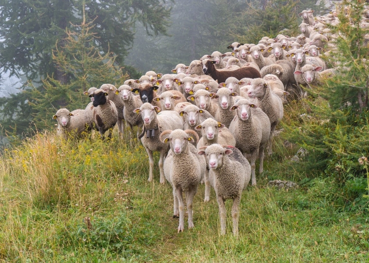 Turma de oi. FOTO Heidelbergerin/Pixabay