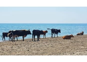 Cireadă de vaci pe plaja Sulina - Foto: Facebook/Bogdan Bola