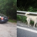 Câinele abandonat și mașina din care a fost dat jos. FOTO Facebook