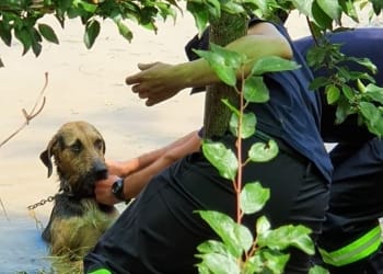 Câinele a fost salvat în ultimul moment. FOTO MAI