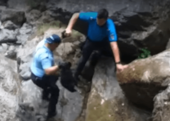 Puiul de urs a fost salvat de către jandarmi. FOTo Captură video