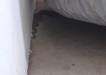 Sarpe in parcarea blocului T2-Km 4-5