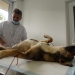 Câinii și pisicile din Valu lui Traian sunt sterilizate gratuit. FOTO Cătălin SCHIPOR