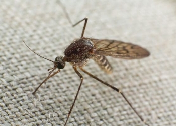 sursa foto: expressdebanat.ro