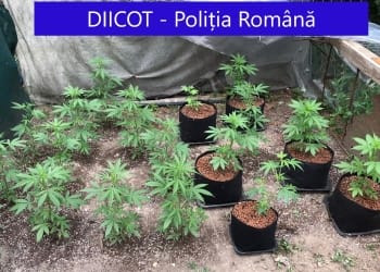 Cultură de cannabis găsită într-o gospodărie. FOTO DIICOT