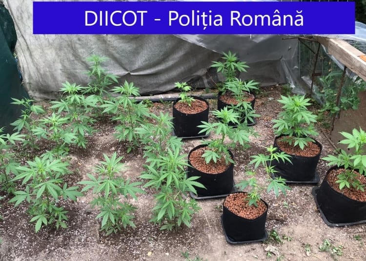 Cultură de cannabis găsită într-o gospodărie. FOTO DIICOT