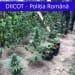 Cultură de cannabis găsită într-o gospodărie. FOTO DIICOT