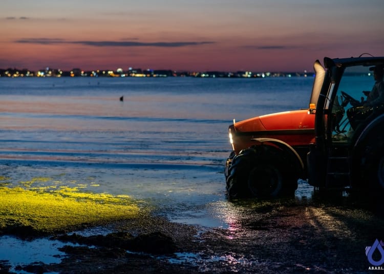 Algele de pe litoral sunt strânse cu ajutorul utilajelor. FOTO ABADL