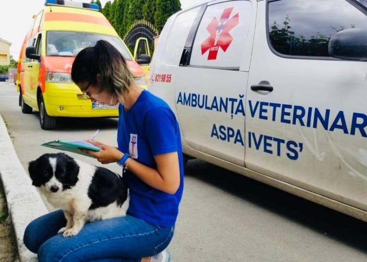 Idexarea câinilor din Valu lui Traian - Foto: Primăria Valu lui Traian