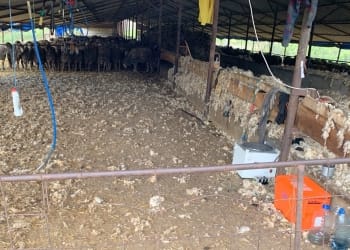 Ferma de oi din Poiana funcționa fără autorizație de mediu. FOTO Garda de Mediu