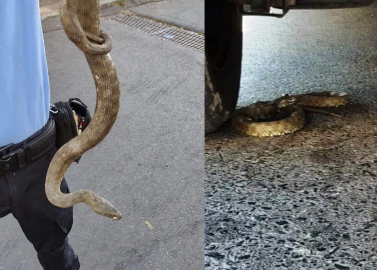 FOTO IJJ Constanța