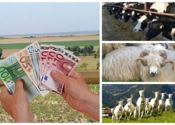 Sursa foto - agrointel.ro
