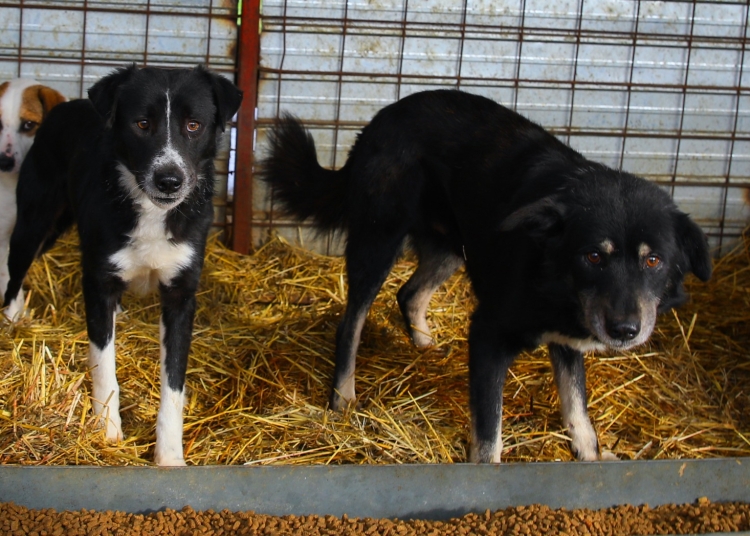 Câinii de la adăpost - FOTO: Primăria Constanța