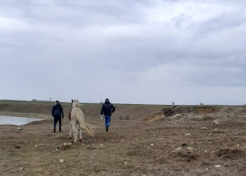 Caii salvați au fost duși într-un adăpost. FOTO Primăria Techirghiol