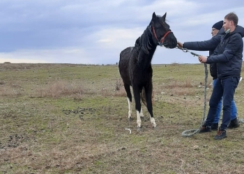 Caii salvați au fost duși într-un adăpost. FOTO Primăria Techirghiol