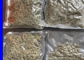 Captură de cannabis. FOTO IPJ Galați