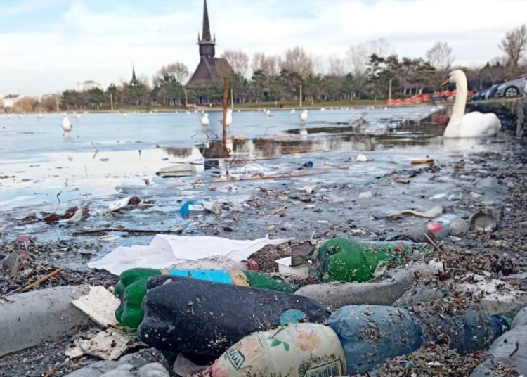 Lebădă plutind prin gunoi. FOTO Baricada Verde