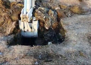 Parchetul a deschis o anchetă privind cadavrele animalelor îngropate, în loc să fie incinerate