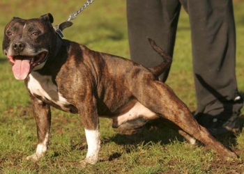 Imagine cu rol ilustrativ, foto: stiri.bpotosani.ro