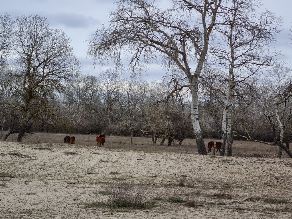 Dunele de nisip din Pădurea Letea, formate după retragerea mării, nu se mai mișcă