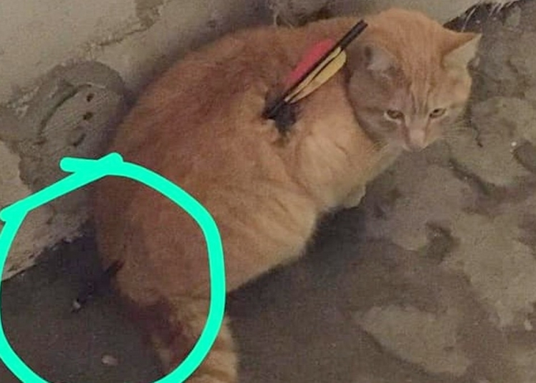 Vârfurile săgeților au rămas înfipte în pisici. FOTO Facebook