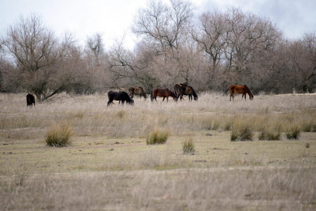 Dunele de nisip din Pădurea Letea, formate după retragerea mării, nu se mai mișcă