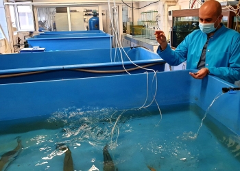 Experții INCDM studiază introducerea păstrăvului-curcubeu în Marea neagră. FOTO INCDM