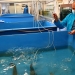 Experții INCDM studiază introducerea păstrăvului-curcubeu în Marea neagră. FOTO INCDM