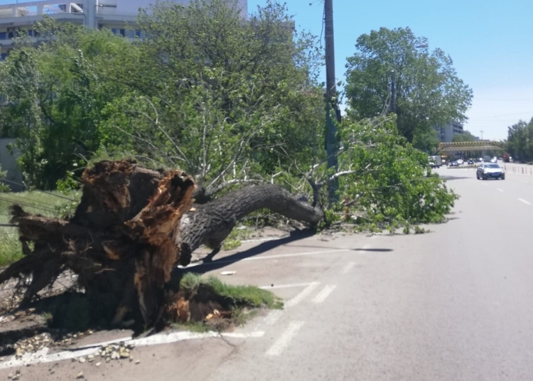Copac rupt de vânt, în Mamaia