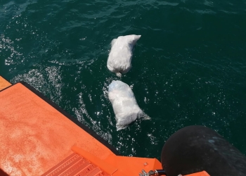 O parte din încărcătura de pe pescadorul dispărut. FOTO ARSVOM