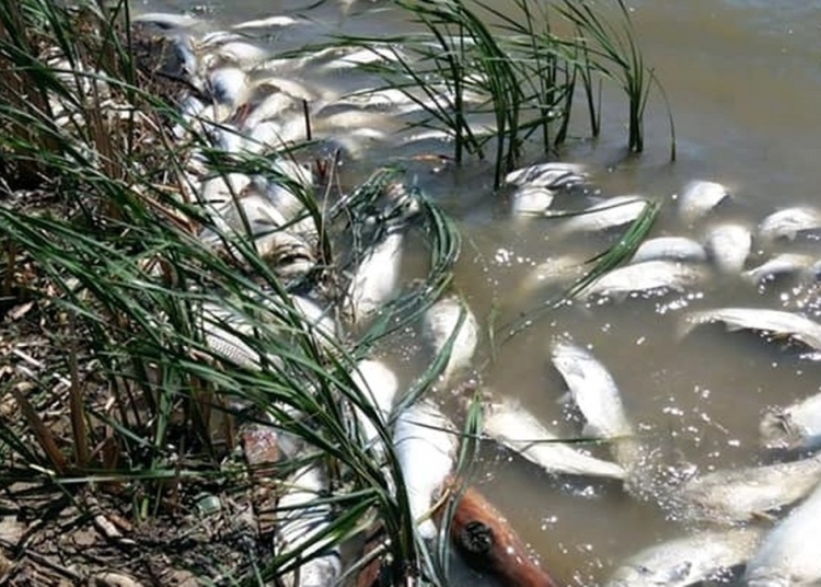 Pește găsit mort pe malul unui lac