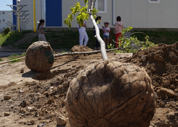 Zeci de pomi au fost plantați în cartierul Henri Coandă. FOTO Cătălin SCHIPOR