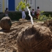 Zeci de pomi au fost plantați în cartierul Henri Coandă. FOTO Cătălin SCHIPOR