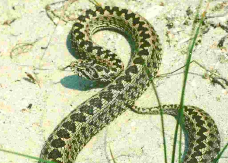 Vipera de stepă - Vipera ursinii moldavica. FOTO ARBDD