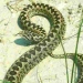 Vipera de stepă - Vipera ursinii moldavica. FOTO ARBDD