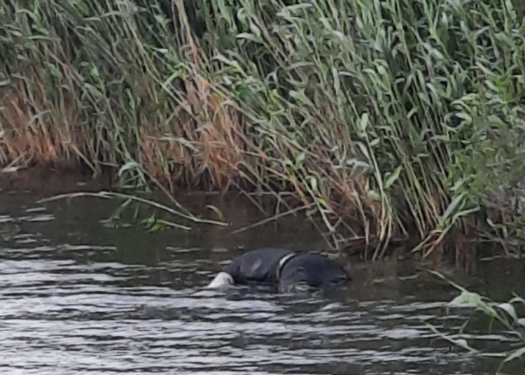 Recuperare cadavru din Canal, la Ovidiu