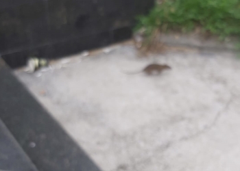 Un șobolan a fost văzut în zona Tribunalului Constanța, iar alte rozătoare și-au făcut apariția în mai multe zone din oraș