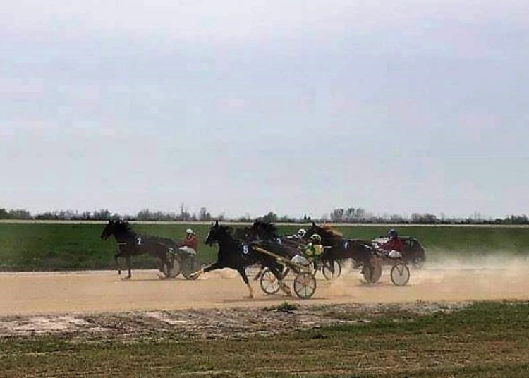 Curse pe Hipodromul Hergheliei Mangalia. FOTO ROMSILVA