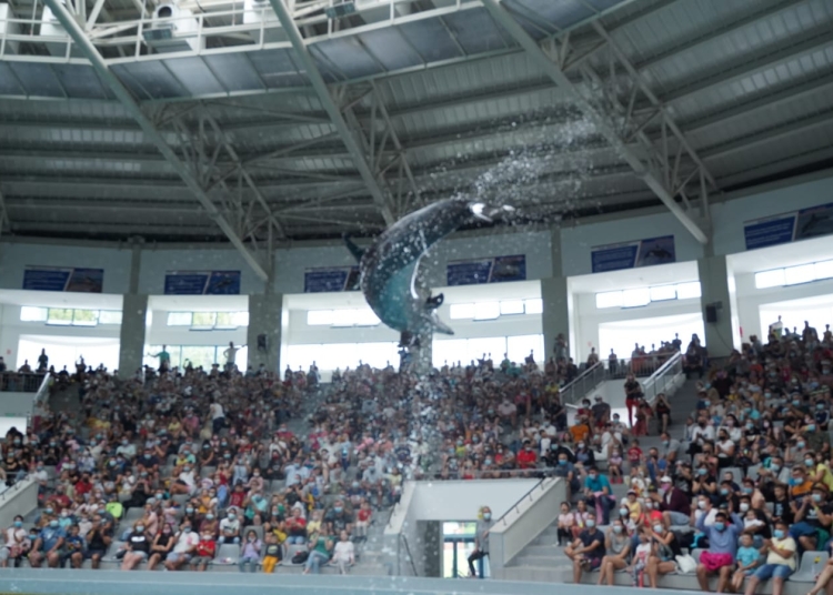 Spectacol la Delfinariu. FOTO Cătălin SCHIPOR