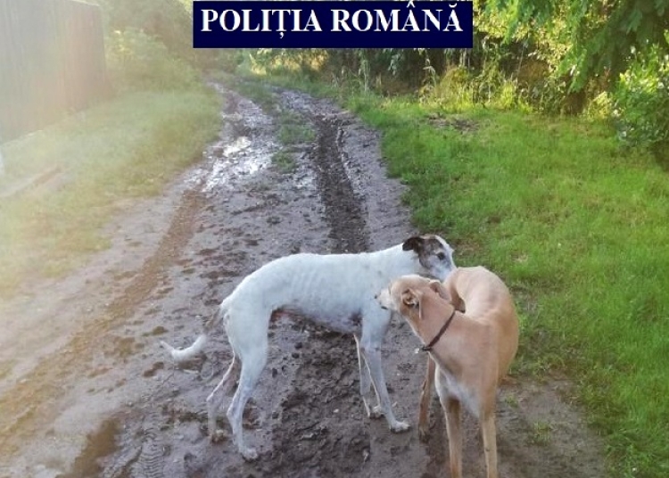 Câinii folosiți la braconaj au fost confiscați. FOTO Poliția Română