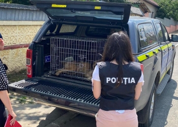 Câinele rănit a fost presluat de Biroul Poliția Animalelor. FOTO IPJ Tulcea