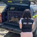 Câinele rănit a fost presluat de Biroul Poliția Animalelor. FOTO IPJ Tulcea